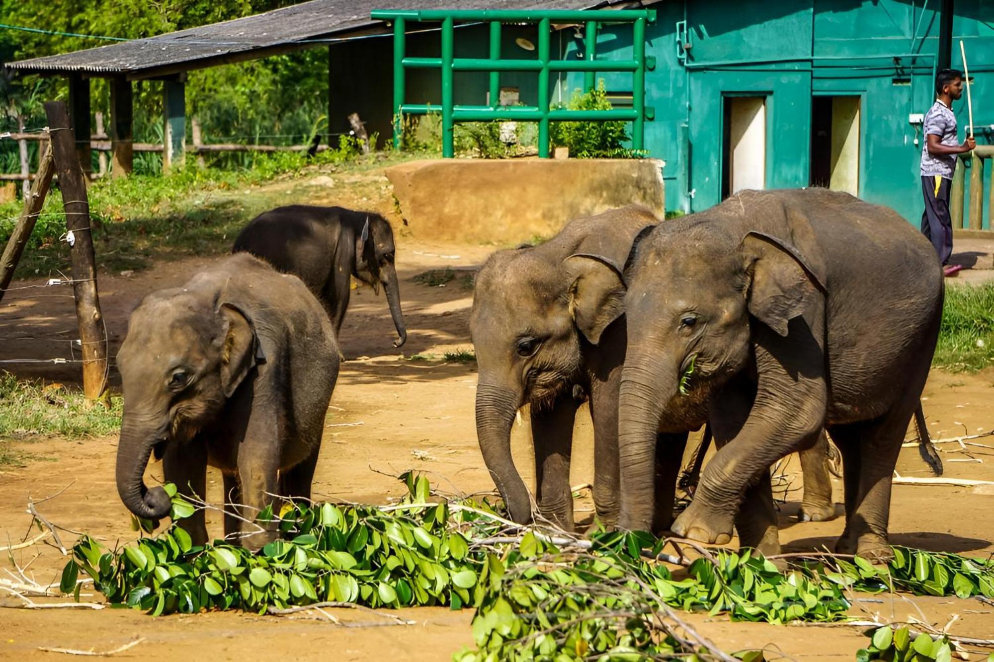 Little Ele Safari Lodge Udawalawe Bagian luar foto